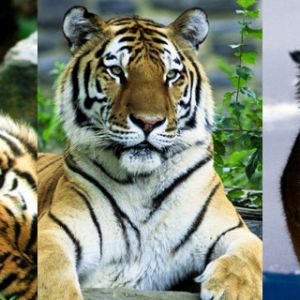 Tigres Majestuosos en la Naturaleza