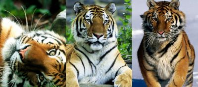 Tigres Majestuosos en la Naturaleza