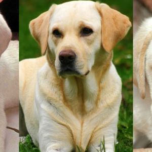 Cachorros de Labrador Adorables