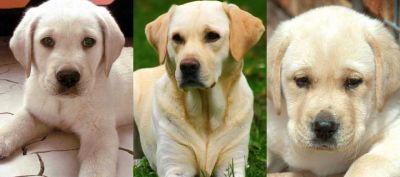 Cachorros de Labrador Adorables