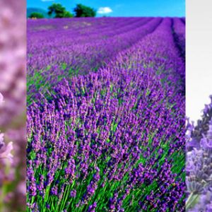 Campos de Lavanda en Flor