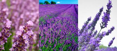 Campos de Lavanda en Flor