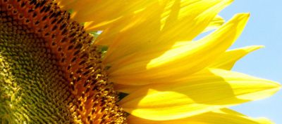 Acercamiento vibrante de girasol