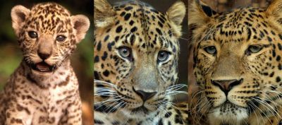 Retrato Familiar de Leopardo