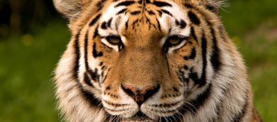 Tigre Majestuoso en Primer Plano
