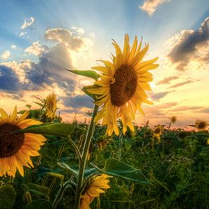 Campo de girasoles al atardecer