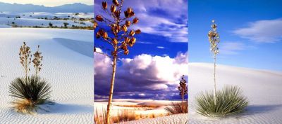 Paisaje desértico con plantas de yucca