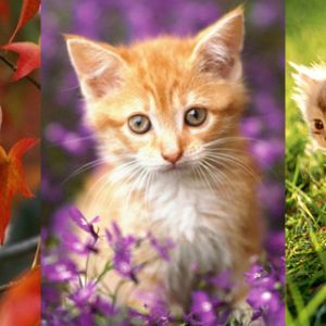 Gatitos Lindos en la Naturaleza