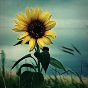 Hermosa Girasol en la Naturaleza