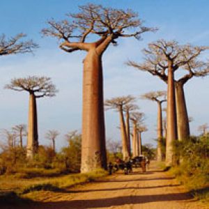 Majestuosos Árboles Baobab