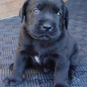 Cachorro Negro Adorable