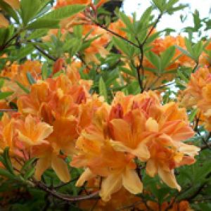 Azaleas Naranjas Vibrantes