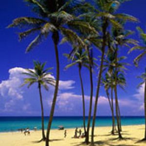 Playa Tropical con Palmeras
