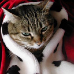 Gato Acogedor en Manta