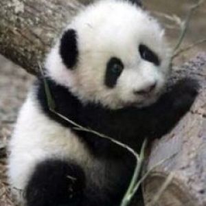 Bebé panda adorable