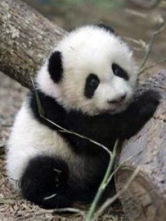 Bebé panda adorable