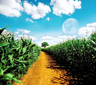 Sendero en el Campo de Maíz Bajo la Luna