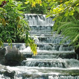 Cascada Serena en Vegetación Verde