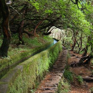 Sendero Boscoso Verde