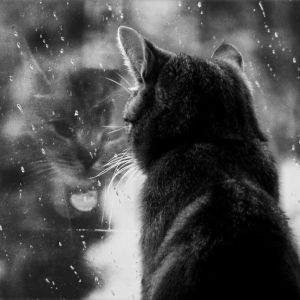 Gato Mirando por la Ventana