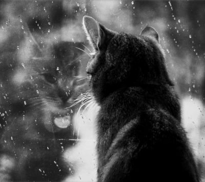 Gato Mirando por la Ventana