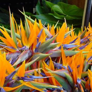 Flores de Paraíso Vibrantes