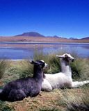 Llamas Junto al Lago