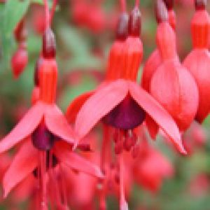 Fucsias Rojas Vibrantes