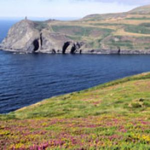 Paisaje Costero con Flores
