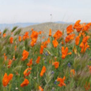 Amapolas Naranjas Vibrantes en Flor