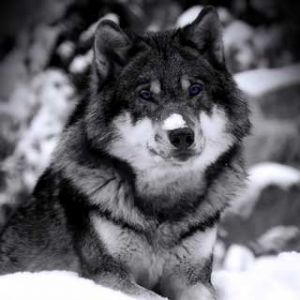 Lobo Majestuoso en la Nieve