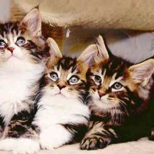 Trío de Gatitos Adorables
