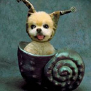 Perro Caracol Adorable
