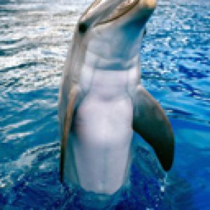 Delfín en Agua Clara