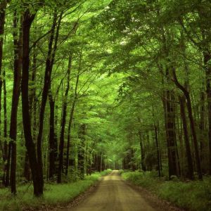 Camino Verde en el Bosque