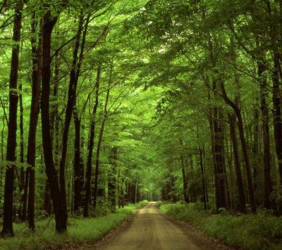 Camino Verde en el Bosque