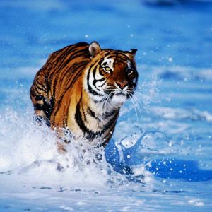 Tigre Majestuoso en el Agua