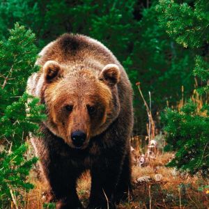 Oso Grizzly en la Naturaleza