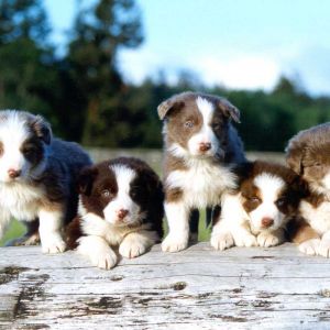 Adorables Cachorros Border Collie
