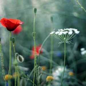 Hermosas Flores Silvestres en la Naturaleza