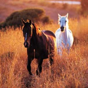 Caballos majestuosos en campos dorados