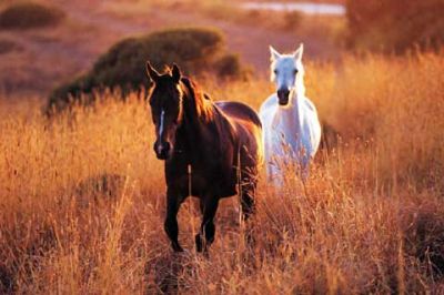 Caballos majestuosos en campos dorados