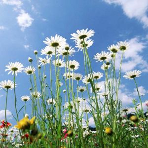Hermoso Campo de Flores