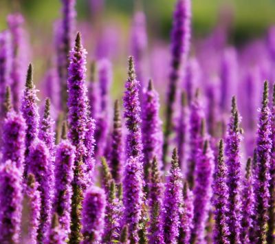 Campo de Flores Moradas - wallpaper preview