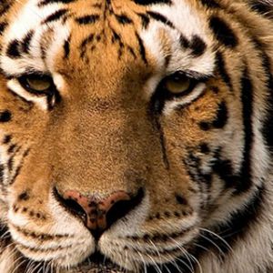 Primer plano de un tigre majestuoso