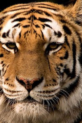 Primer plano de un tigre majestuoso