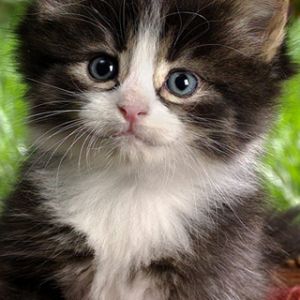 Gatito Adorable con Ojos Azules