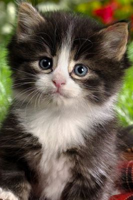 Gatito Adorable con Ojos Azules