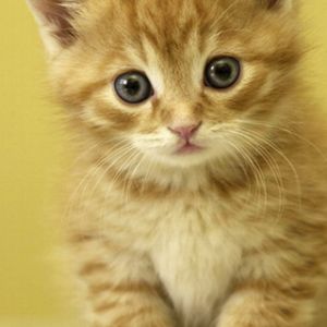 Gatito Naranja Adorable