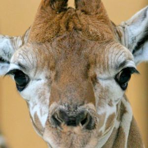 Giraffe Acercamiento